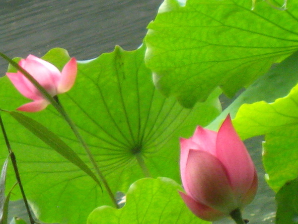 ��Ժ��ɡ��յ� 043.jpg