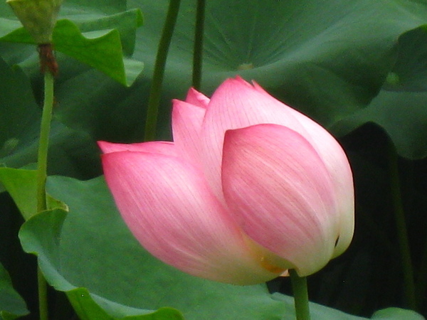 ��Ժ��ɡ��յ� 099.jpg