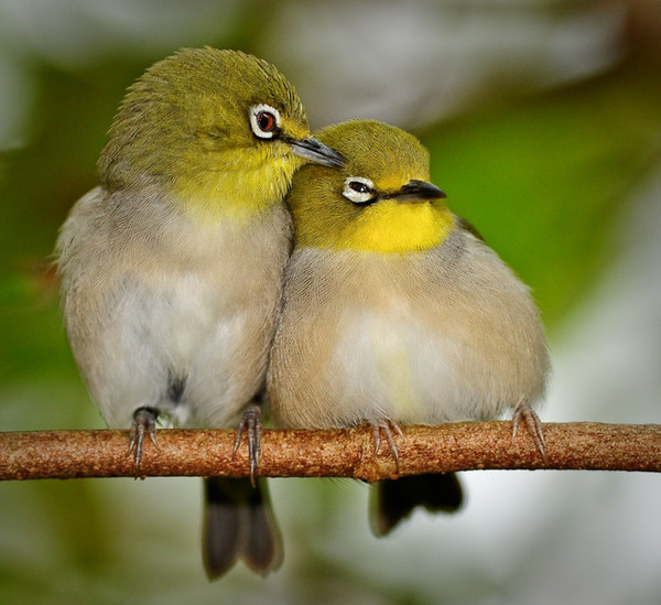 t01e9b55bfe888bc4f7 (1).jpg