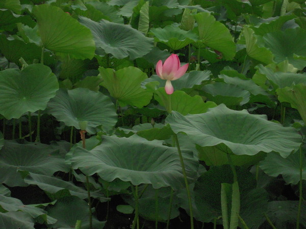 ���� 258.jpg