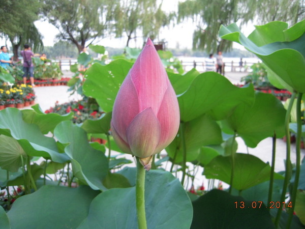 ���� 355.jpg