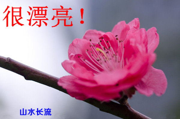 ��÷һ�� ��Ư��.jpg