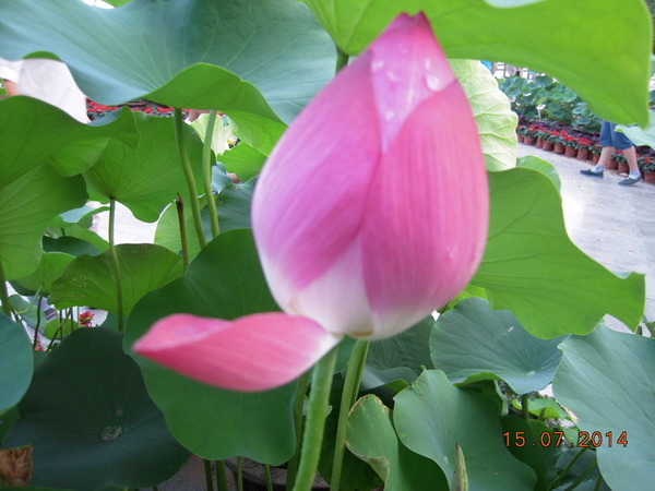 ���� 413.jpg