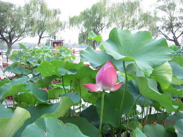 ���� 409.jpg