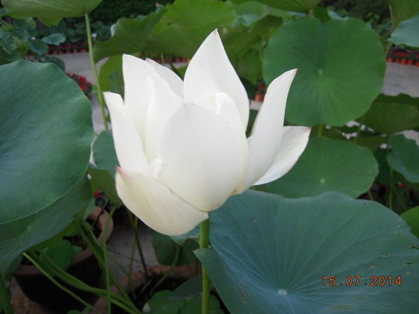 ���� 405.jpg