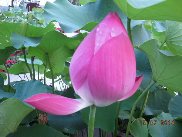 ���� 412.jpg