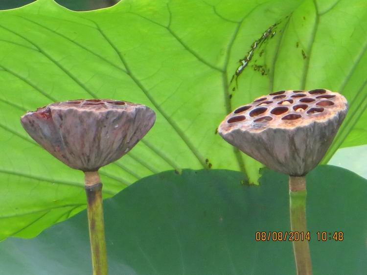 ������С IMG_8400.JPG