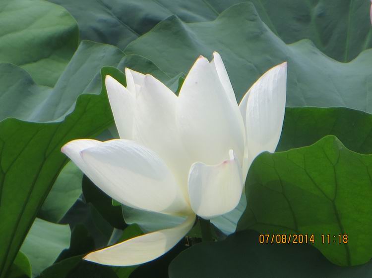 ������С IMG_8279.JPG