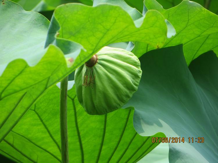 ������С IMG_8283.JPG