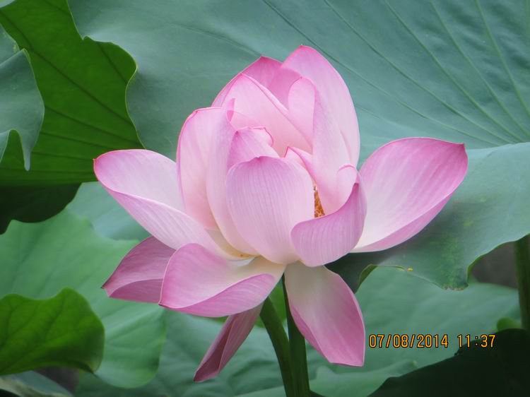 ������С IMG_8287.JPG