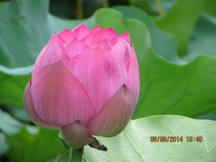 ������С IMG_8389.JPG