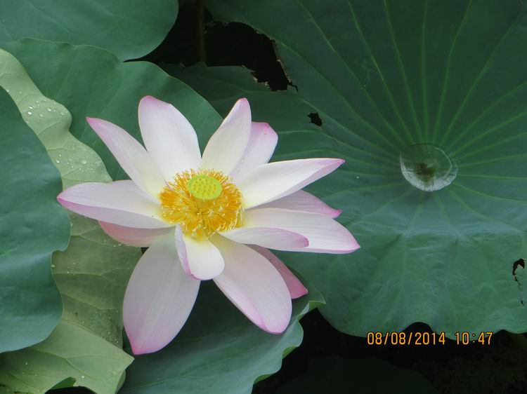 ������С IMG_8397.JPG