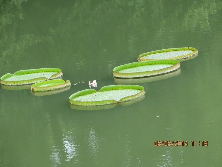 ������С IMG_8410.JPG