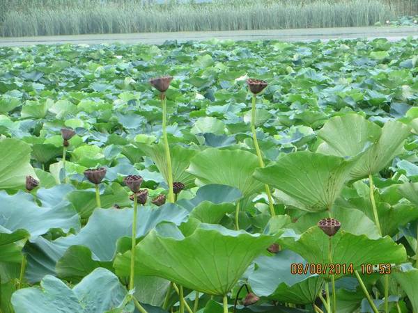 ������С IMG_8405.JPG