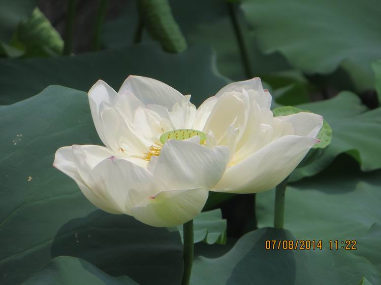 ������С IMG_8282.JPG