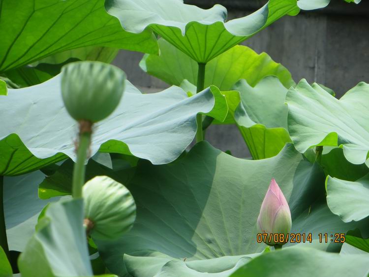 ������С IMG_8285.JPG