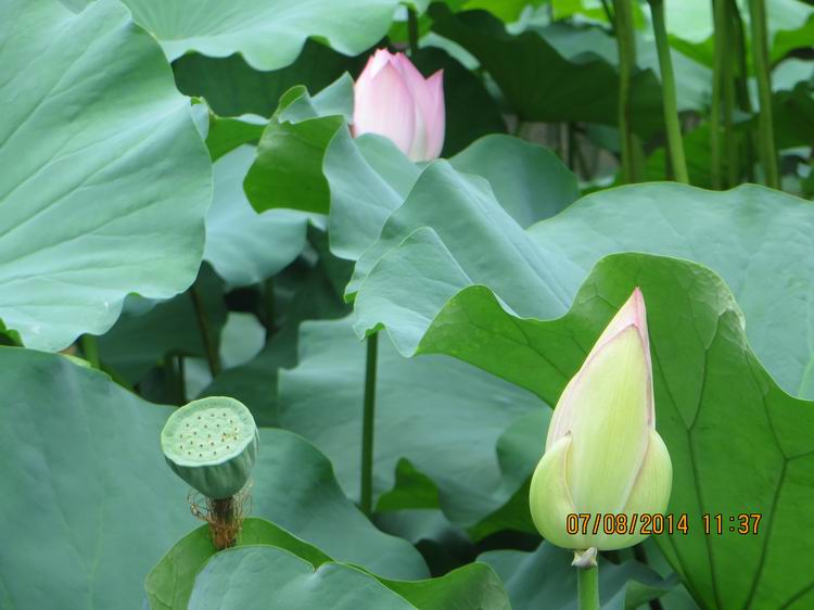 ������С IMG_8286.JPG