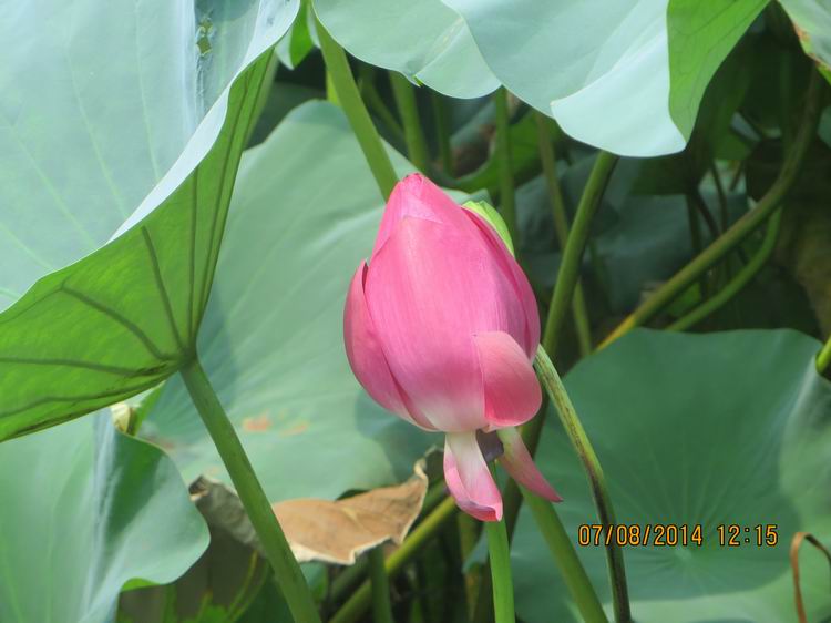 ������С IMG_8291.JPG