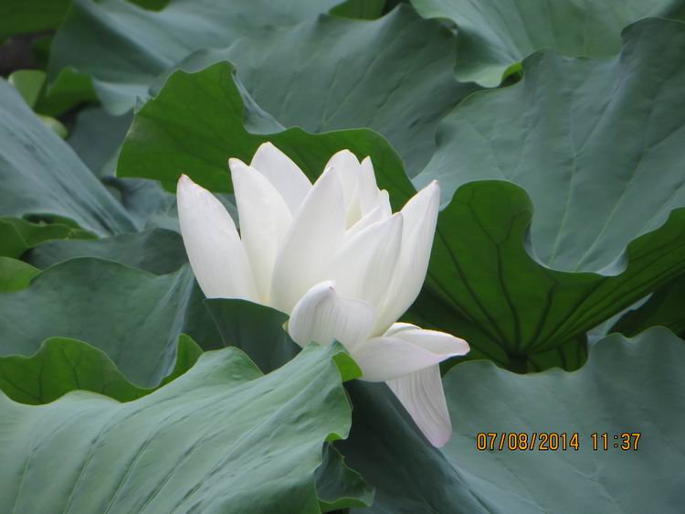 ������С IMG_8288.JPG