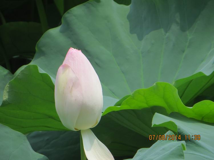 ������С IMG_8289.JPG