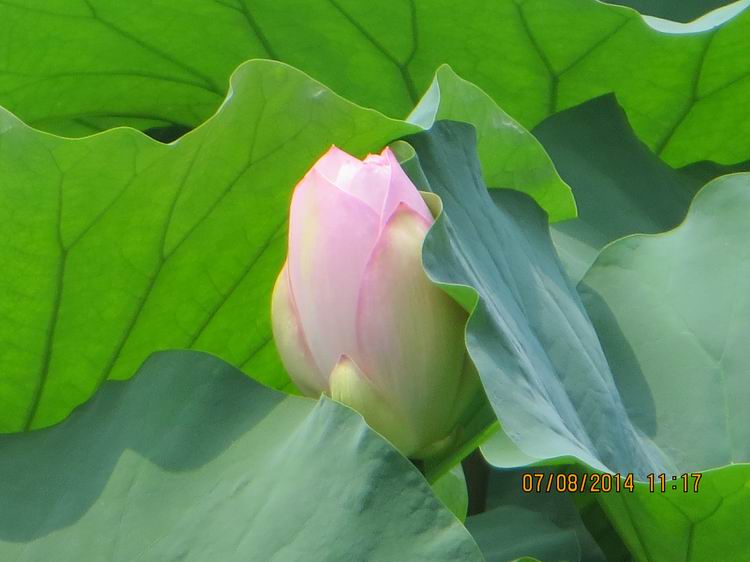 ������С IMG_8278.JPG