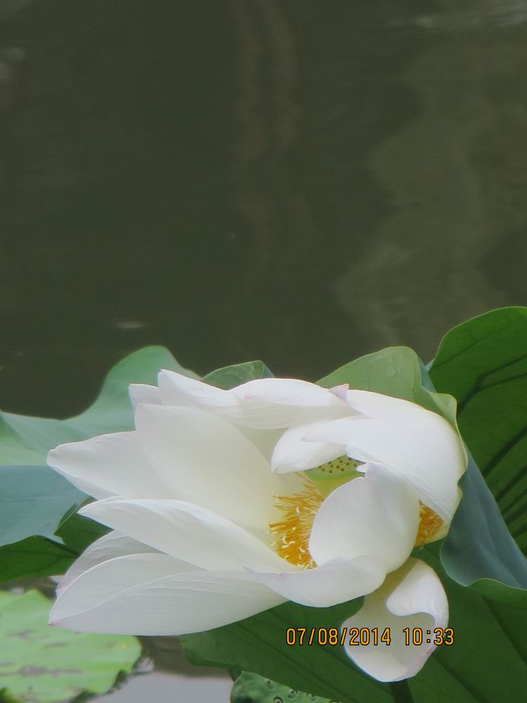 ������С IMG_8259.JPG