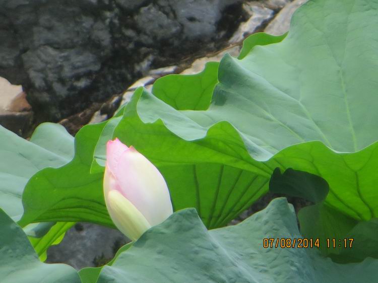 ������С IMG_8277.JPG