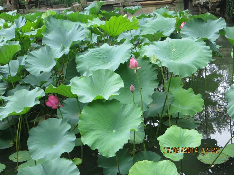 ������С IMG_8296.JPG