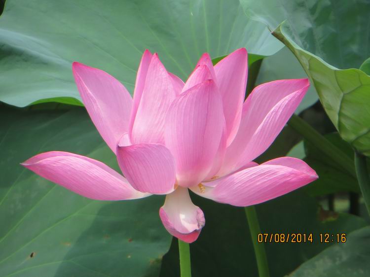 ������С IMG_8292.JPG