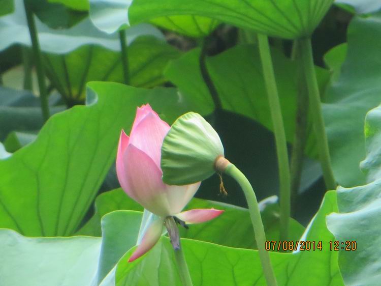 ������С IMG_8294.JPG