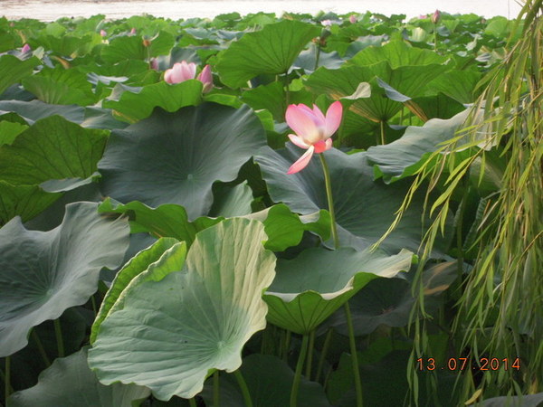 ���� 321.jpg