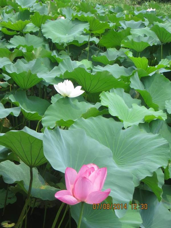 ������С IMG_8305.JPG