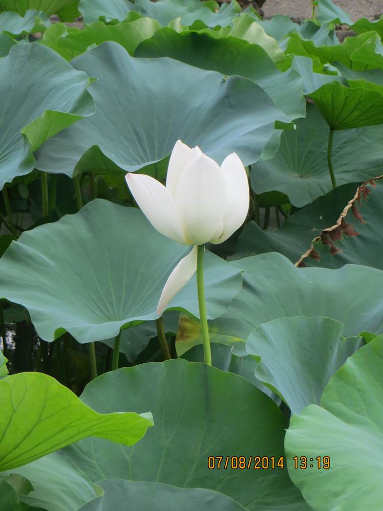 ������С IMG_8321.JPG