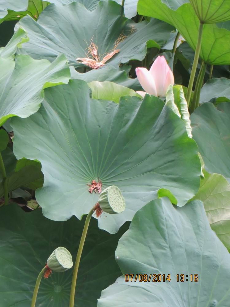 ������С IMG_8317.JPG