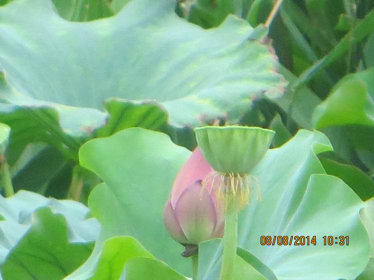 ������С IMG_8374.JPG