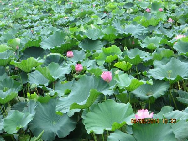 ������С IMG_8380.JPG