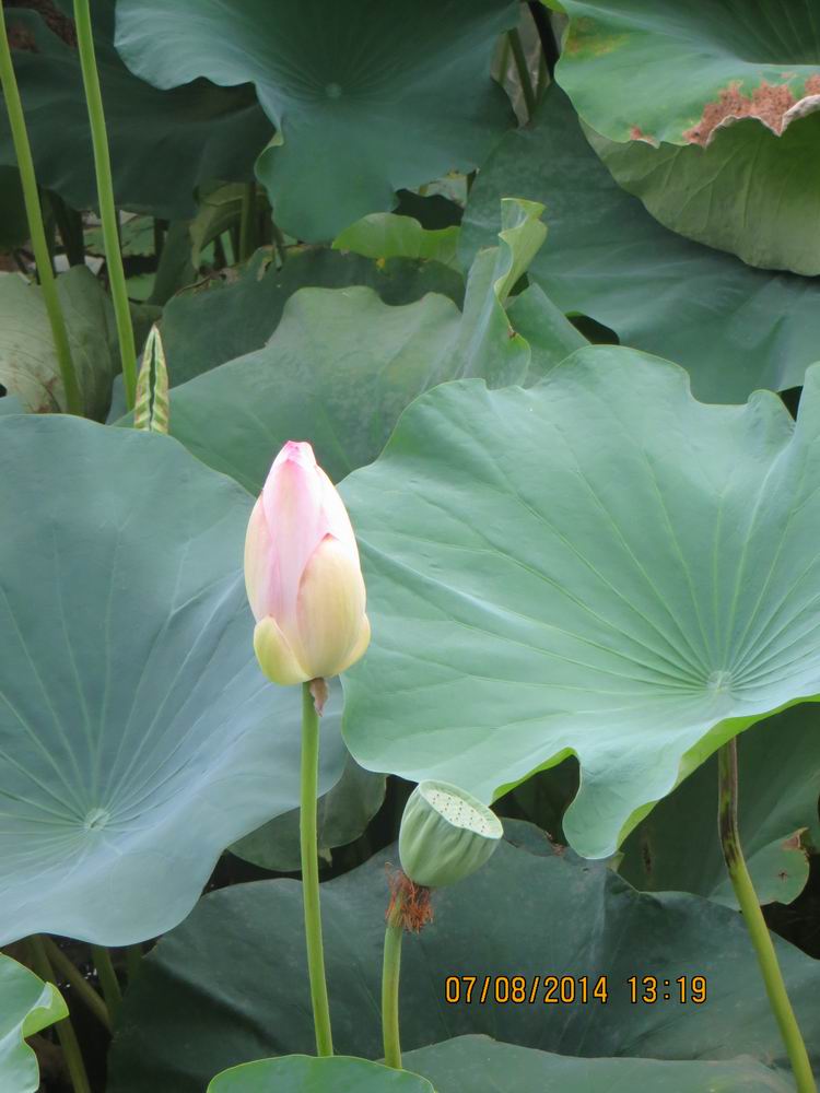 ������С IMG_8322.JPG