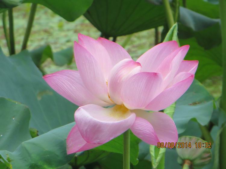 ������С IMG_8376.JPG