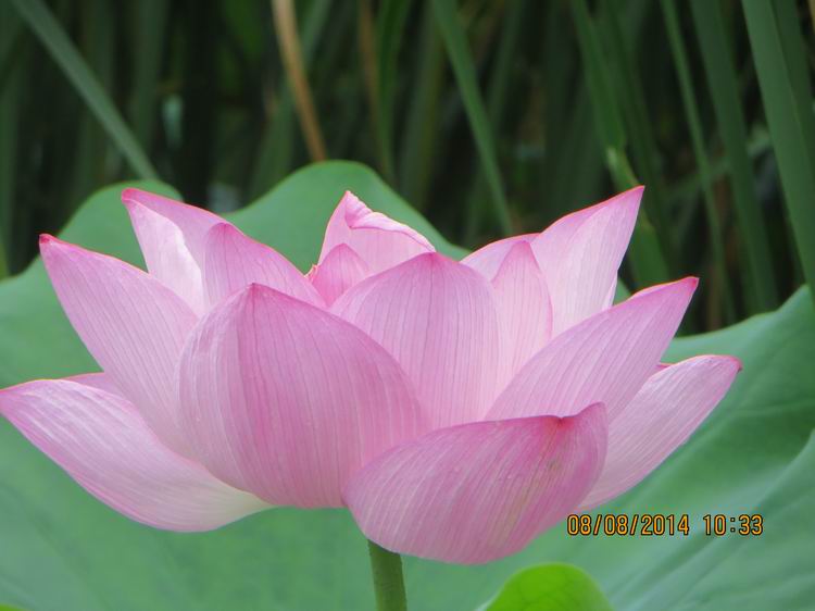 ������С IMG_8378.JPG