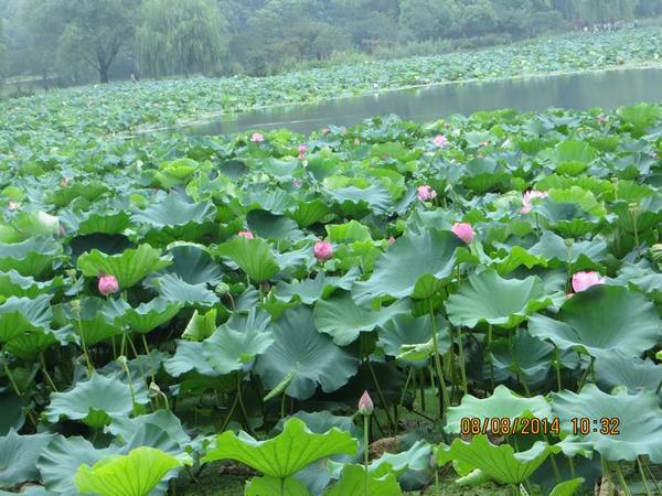 ������С IMG_8377.JPG