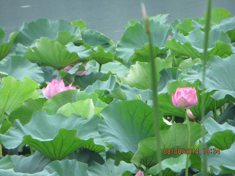 ������С IMG_8382.JPG