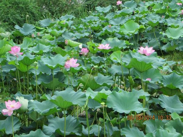 ������С IMG_8381.JPG