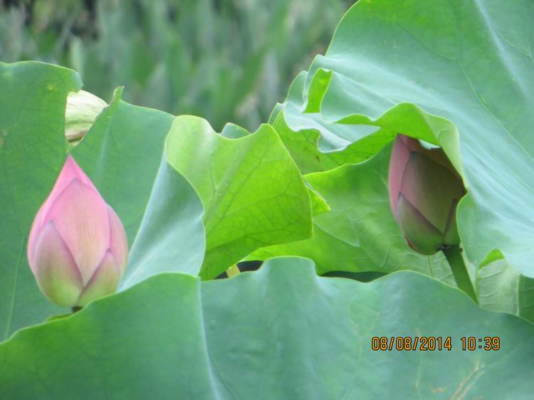 ������С IMG_8387.JPG