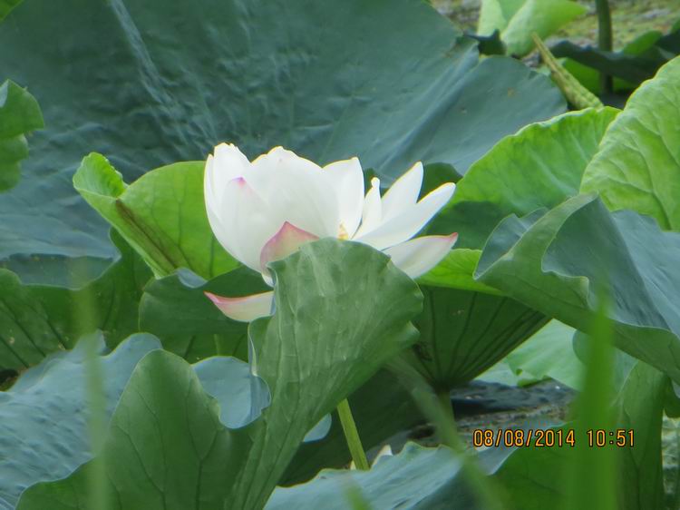 ������С IMG_8402.JPG