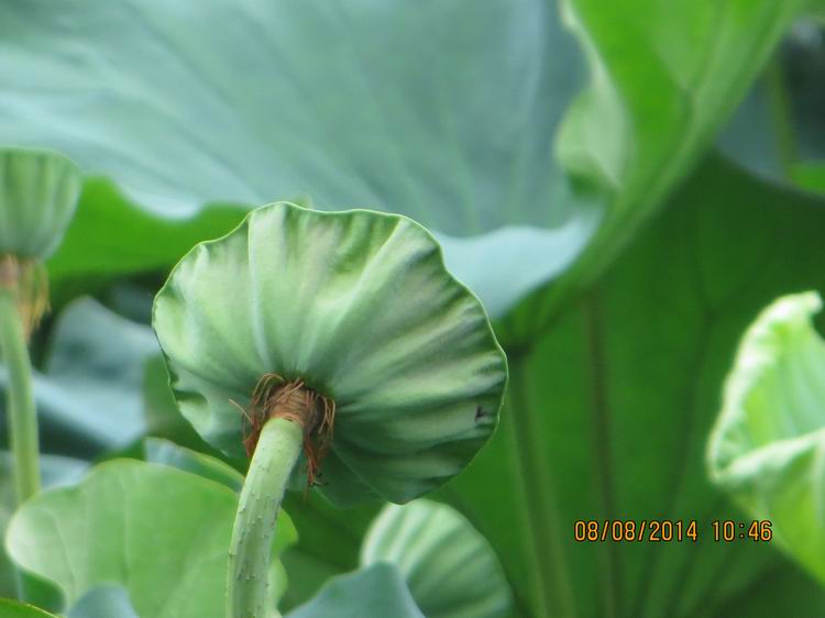 ������С IMG_8396.JPG