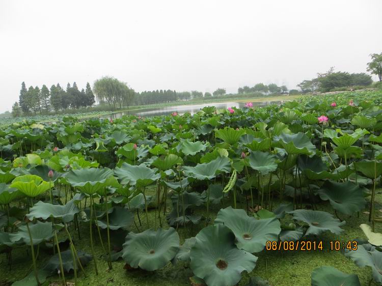 ������С IMG_8394.JPG