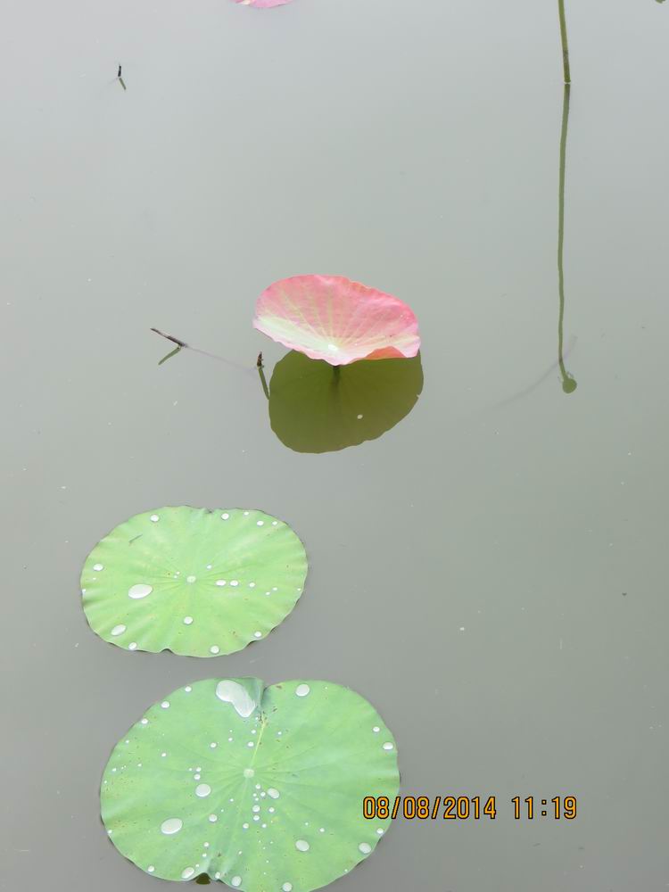 ������С IMG_8412.JPG