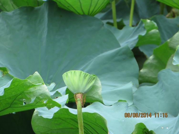 ������С IMG_8408.JPG