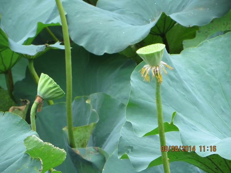 ������С IMG_8409.JPG