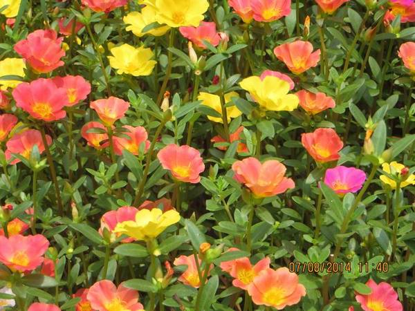 ������С IMG_8290.JPG